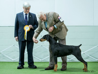 Best in Show