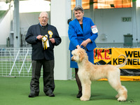 Puppy Stakes