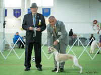 Hounds