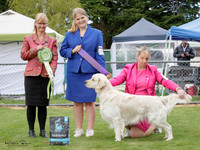 Gundogs