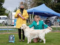 Gundogs