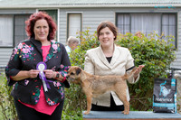 Terriers
