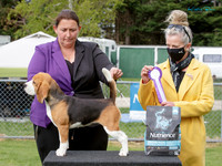 Hounds
