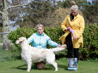 Best in Show