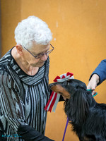 Auckland Dachshund Club