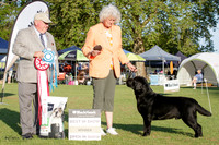 Gundogs
