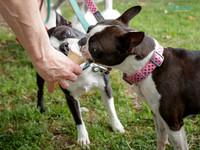 Tauranga Kennel Association