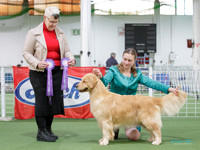 Gundogs
