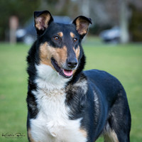 Collie (Smooth)