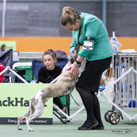 Kumeu Kennel Association