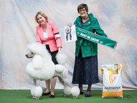 Best in Show