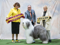 Best in Show