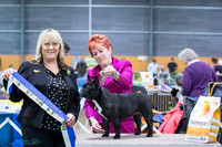 Best of Breed - French Bulldog