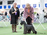 Terriers