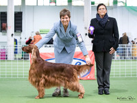 Gundogs