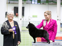 Best in Show