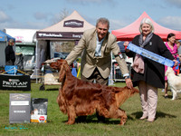 Gundogs