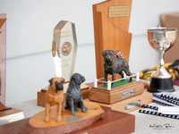 Dominion Bullmastiff Club