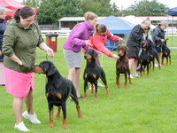 Northern Dobermann Club