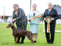 Best in Show