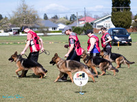 Stock Coat Dogs