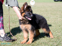 Long Stock Coat Dogs