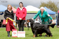 Gundogs