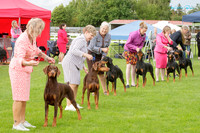 Southern Dobermann Club
