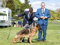 Puppy Stakes