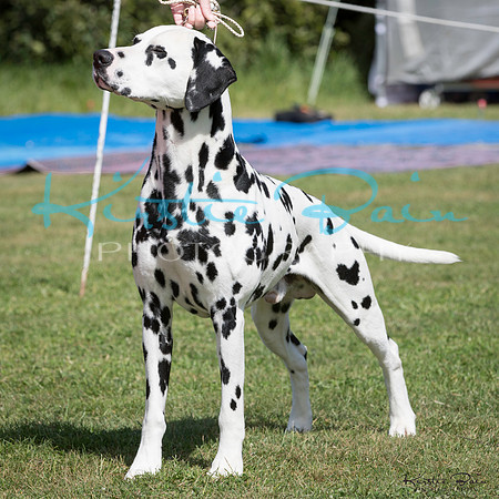 KBP13293