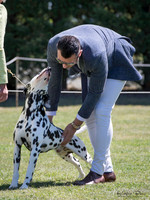 The Dalmatian Club