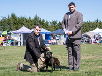 Terriers