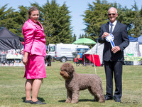Gundogs