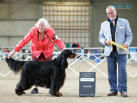 Gundogs
