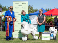 Best in Show