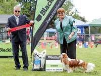 Best in Show