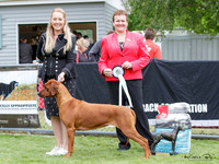 Best in Show