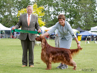 Gundogs
