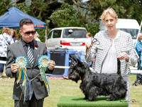 Terriers