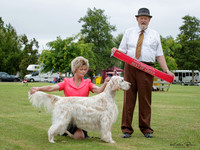 Gundogs