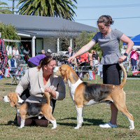 Hounds