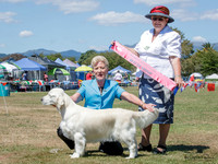 Gundogs
