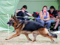 Stock Coat Dogs