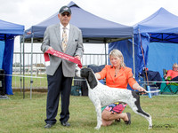 Gundogs