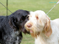 Hutt Valley Kennel Centre