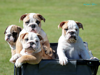 Kapi Mana Kennel Society