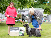 Gundogs