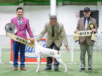Best in Show