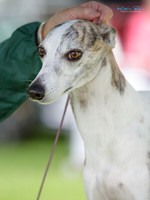 Cambridge Kennel Association