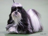 Top Dog Ringside